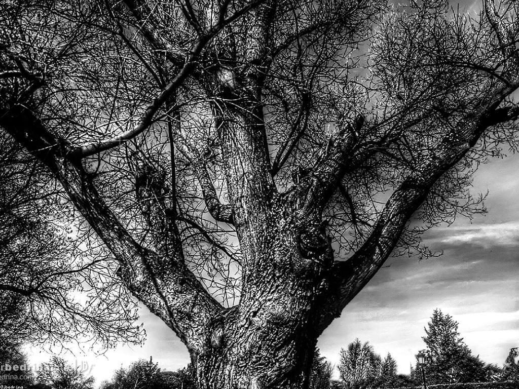 ការសម្រេចបានជោគជ័យ: យុទ្ធសាស្ត្រ និងគន្លង